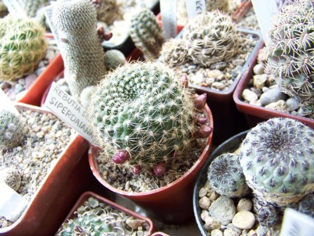 Rebutia spiderdaiana