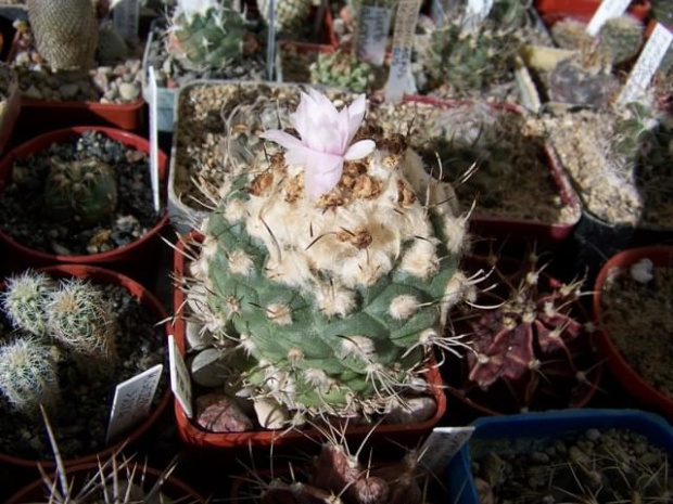 Turbinicarpus lophophoroides