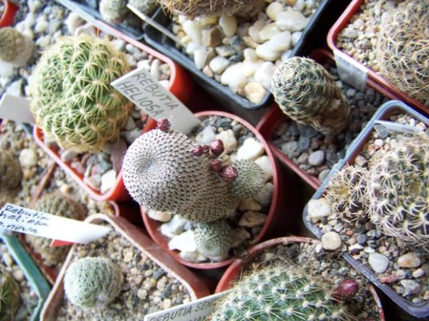 Rebutia heliosa