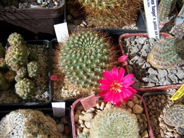 Rebutia violaciflora