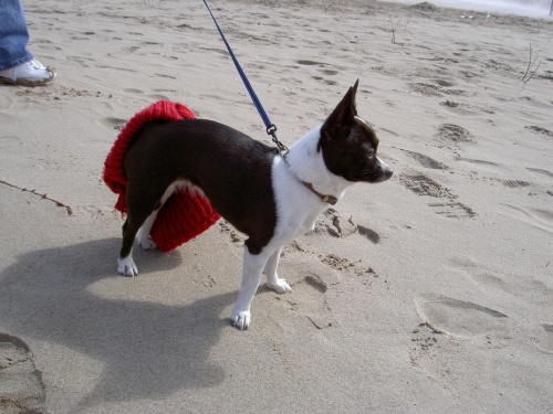 ..... oj gubie sweter, a tu zima nad jeziorem !!!!! #pies #Nina