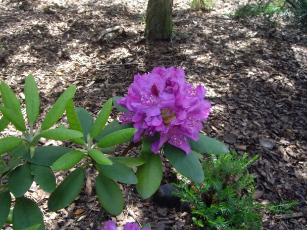 rododendron