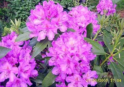 rhododendron "Lee's Dark Purple