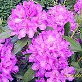 rhododendron "Lee's Dark Purple