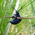 Oleica fioletowa - Meloe violaceus ; w wersji XXL . Data : 20.04.2008. Miejscowość : Piaski Wielkopolskie .