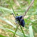 Oleica fioletowa - Meloe violaceus ; w wersji XXL . Data : 20.04.2008. Miejscowość : Piaski Wielkopolskie .