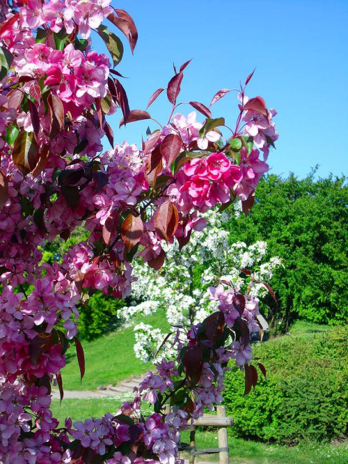 Wiosna 2008 #wiosna #kwiaty #drzewa #krzewy #barwy #liście