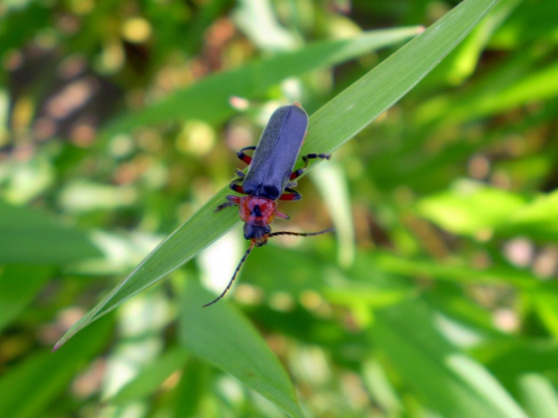 Omomiłek wiejski - Cantharis rustica . Data : 11.05.2008. Miejscowość : Piaski Wielkopolskie .