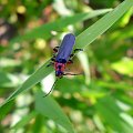 Omomiłek wiejski - Cantharis rustica . Data : 11.05.2008. Miejscowość : Piaski Wielkopolskie .