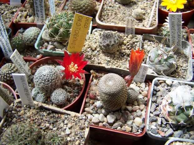 Rebutia albopectinata i Rebutia heliosa