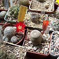 Rebutia albopectinata i Rebutia heliosa