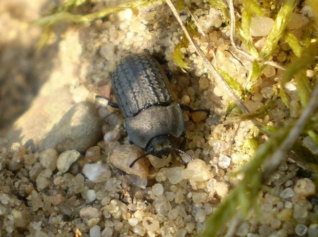 Omrzel piaskowy - Opatrum sabulosum . Data : 26.04.2008. Miejscowość : Talary .