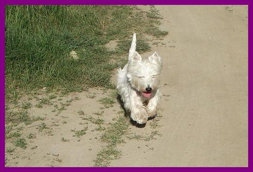 spacer 3 czerwca 08 #WestHighlandWhiteTerrier