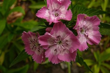 Różowe ciasteczka, dobrze się czują same, #KwiatyWMoimOgrodzie