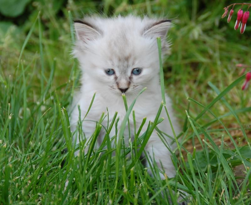 Koteczka syberyjska -szylkret niebieski pręgowany - ur.26.04.2008 w hodowli Marcowe Migdały #kociaki #kocięta #syberyjskie #MarcoweMigdały