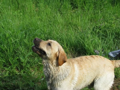 spotkanie labradorowe szczecin #SzczecinRetriever