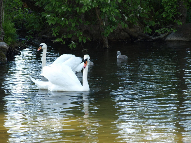 ŁABĘDZIE