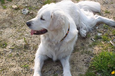 super psina i to dziewczyna #GoldenRetriver