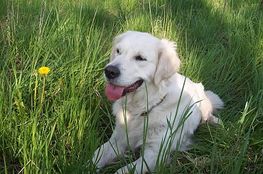 super psina i to dziewczyna #GoldenRetriver