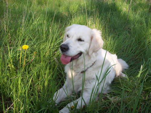 super psina i to dziewczyna #GoldenRetriver