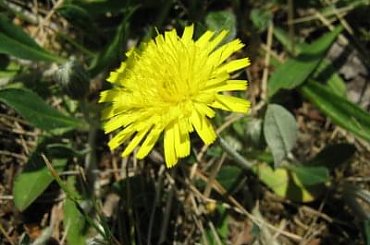 żółty kwiatuszek #kwiaty #kwiatuszek #kwiatki