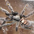 #ptasznik #pajak #pająk #spider #psalmopoeus #irminia #pająki