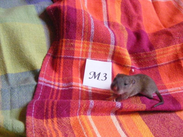 Piętnasta doba - M3