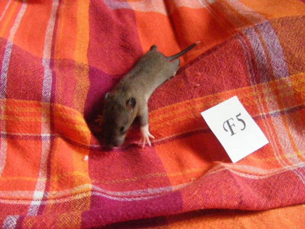 Piętnasta doba - Pipi