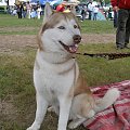 43 Sudecka Wystawa Psów Rasowych 2008!!! Niesamowite, piękne psy, może pogoda nie dopisała, ale za to te piękne oczy i merdające ogonki rozjaśniły wszystko ;-) #pies #psy #czworonogi #zwierzęta #zwierzę #wystawa #sudecka