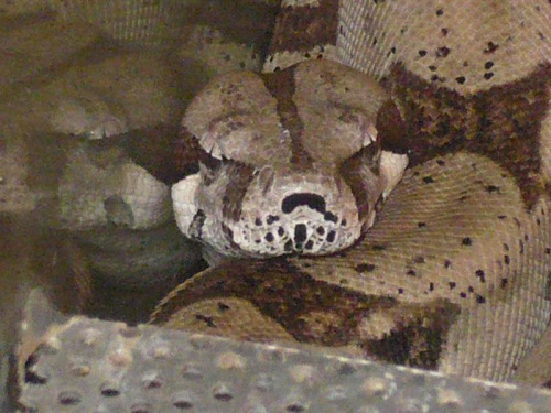 Neo - Boa constrictor