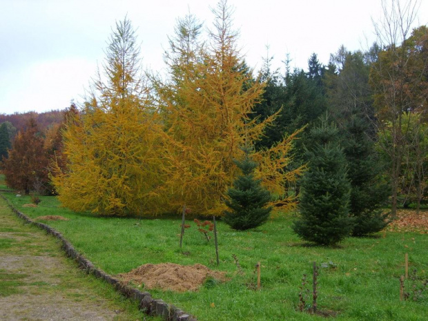 Kolorowe iglaki. #jesień #przyroda #drzewa #OgródDendrologiczny