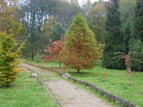 Jesień w ogrodzie dendrologicznym. #drzewa #jesień #przyroda #OgródDendrologiczny