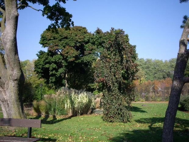 w parku #park #Toronto #jesien #drzewa #widoki #miejsca
