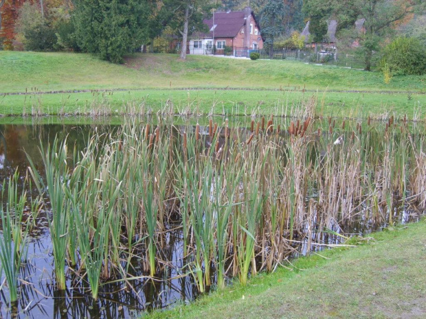 Domek na tle oczka wodnego w Ogrodzie Dendrologicznym w Glinnej. #domek #woda #przyroda #jesień #OgródDendrologiczny
