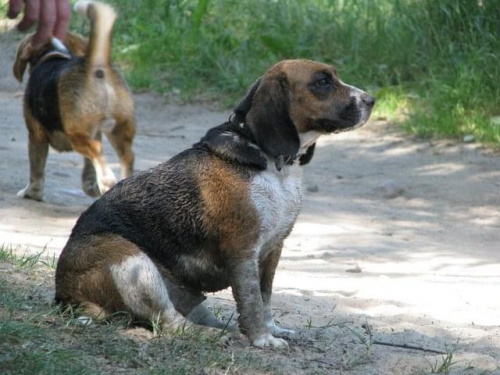 #beagle #psy #poznań