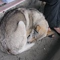 Do serca przytul psa... #Zwierzęta #zwierzę #ssaki #ssak #psy #pies #wystawa #sudecka #psów