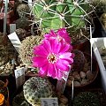 Sulcorebutia