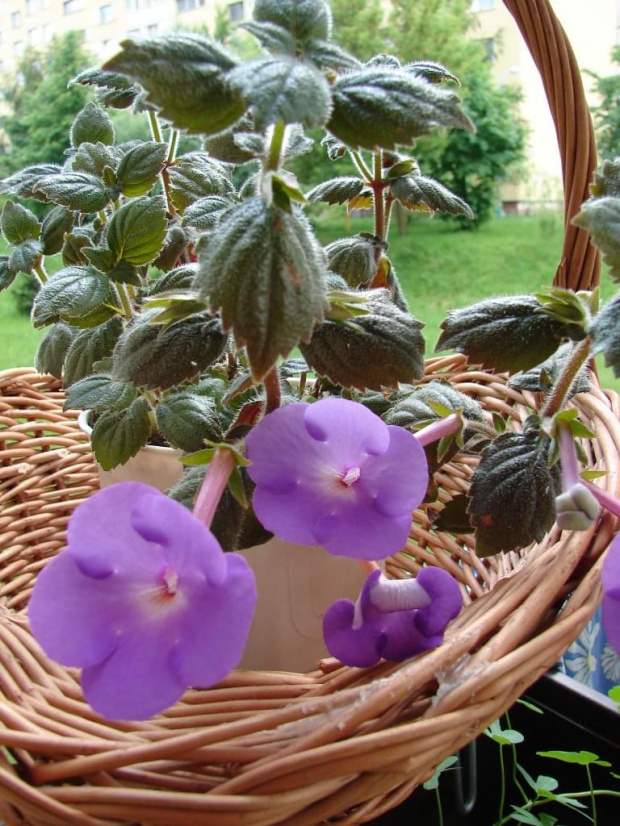 Achimenes