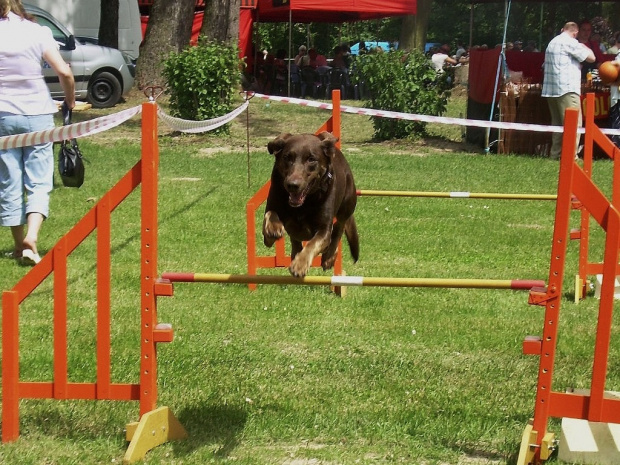pieskie zawody :) #pies #psy #zawody