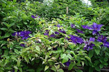 moje clematis #powojnik #clematis #ogrod