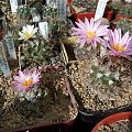 Turbinicarpus