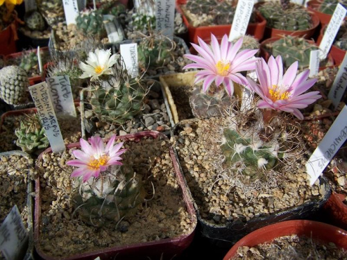 Turbinicarpus