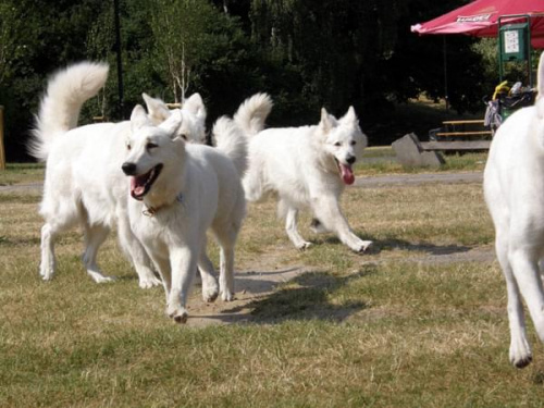 #WhiteSwissShepherd