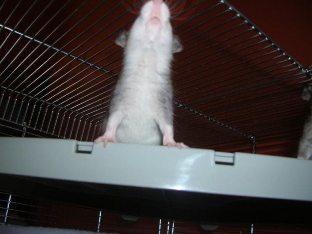 Dwudziesty-drugi dzień