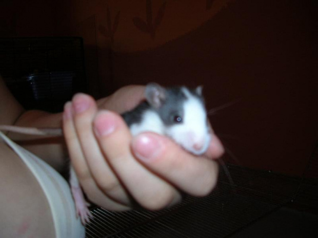 Dwudziesty-drugi dzień