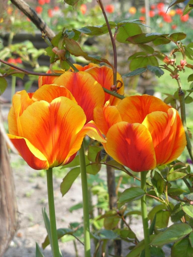 tulipany #kwiaty #ogród