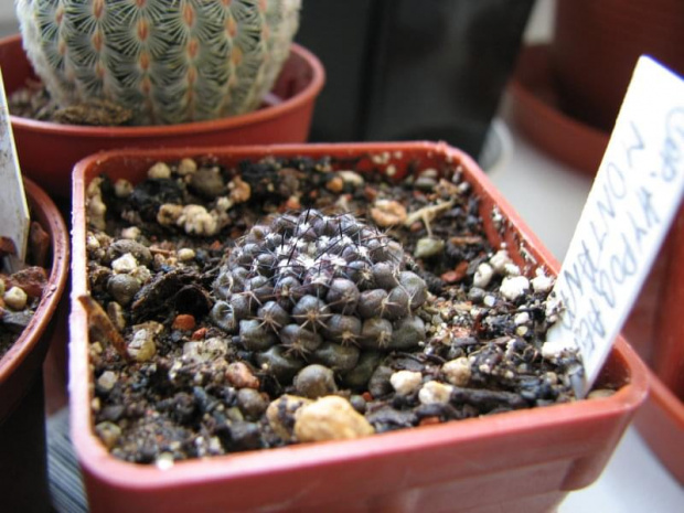 copiapoa hypogaea var. montana
copiapoa taltalensis