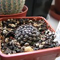 copiapoa hypogaea var. montana
copiapoa taltalensis