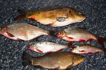 połów strzeszynkowy #karp #lin #leszcz #płoć