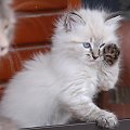 kocurek 7 tygodni- kolor seal tabby point